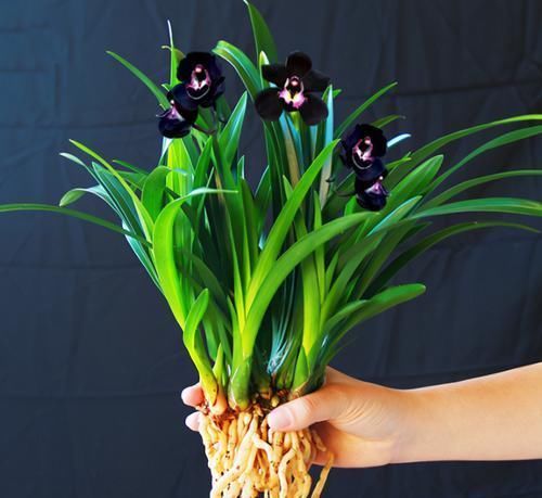 兰花|被抢购一空的兰花,绿杆紫花,花大奇香,叶片油亮,新手也能养