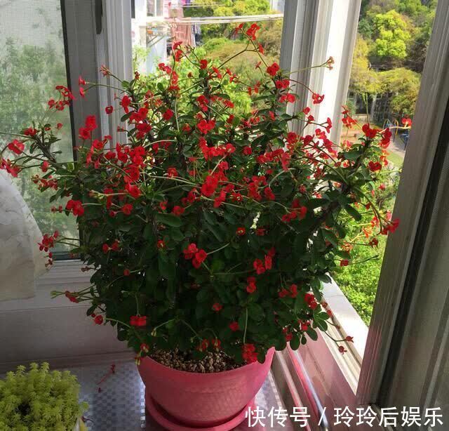 懒人|生命力顽强的漂亮花,管得越少越爱长,对待懒人超友好