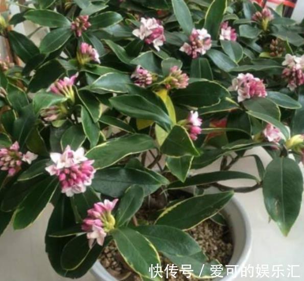 深秋养5种花，别急着搬进屋，室外晒一晒冻一冻，花芽会更多