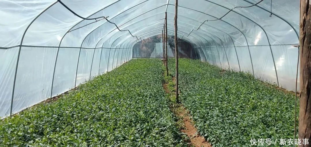 人工种植的何首乌好吗?与野生何首乌有何差距,一文告诉你答案