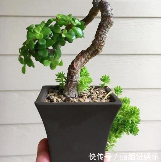 养护|新手养金枝玉叶,合理掌握养护技巧,快速打造成小老桩,价值翻倍