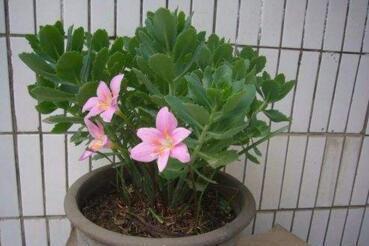 “1种小药片”比什么黄豆水、柳枝水强100倍，养啥都“可以”，牛