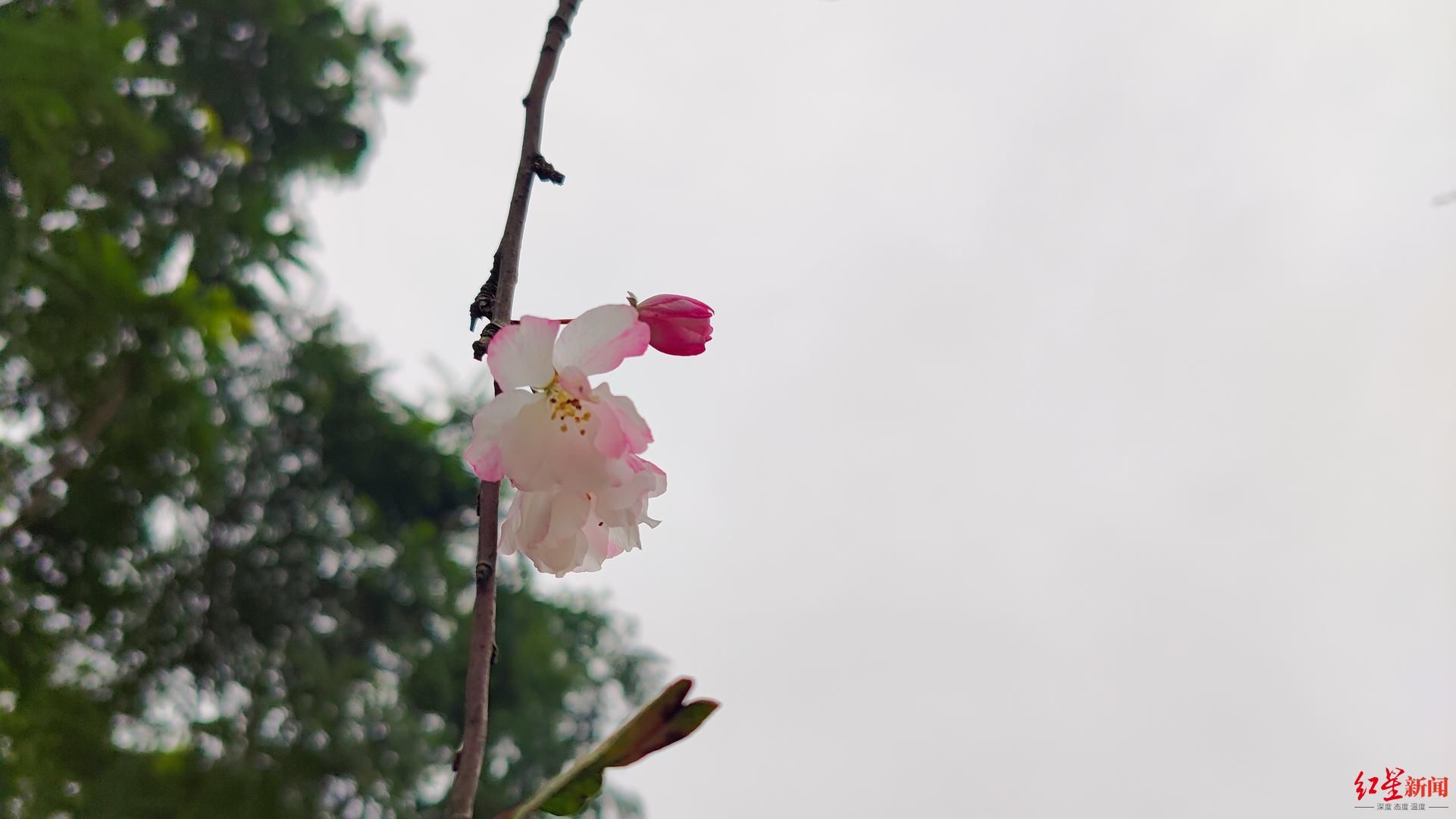 你没看错！春天的海棠花在秋天又开了 科普达人：不罕见，但会影响来年花量