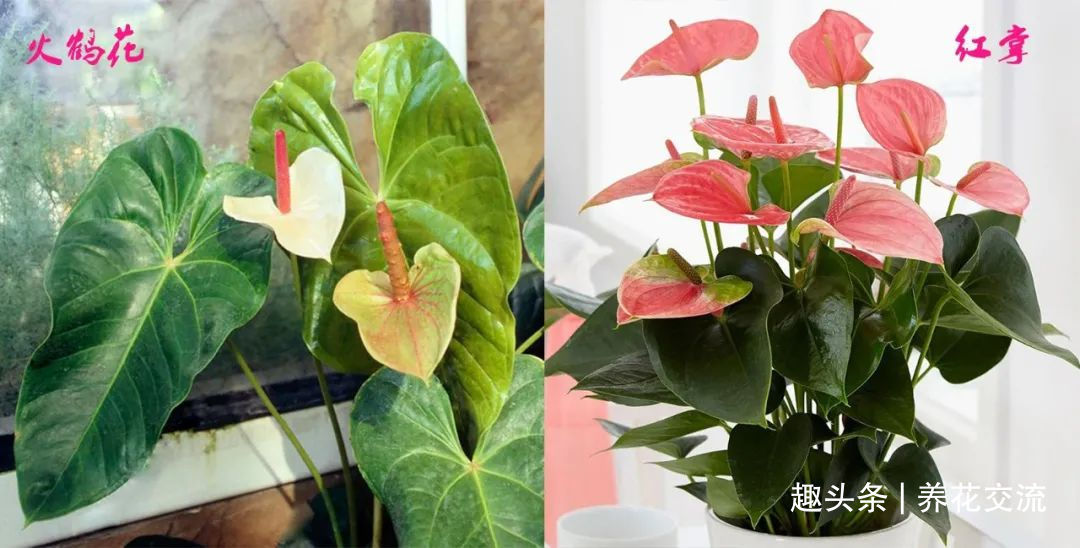 红掌和火鹤花是同一种植物花朵为啥会变绿，如何让它复花