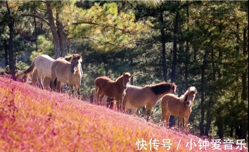 粉红色|这样粉嫩嫩的越南大叻，真的太美啦