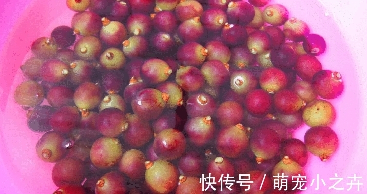 果农|吃葡萄时,用盐还是面粉洗好?果农:错,该这样洗,吃着才放心