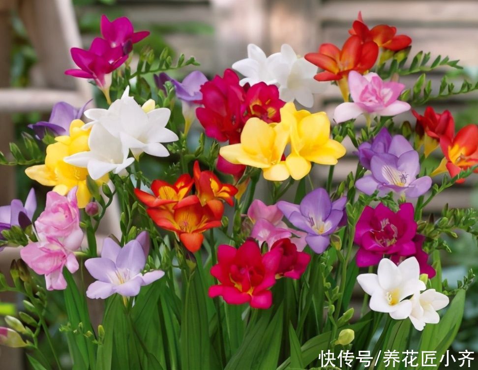 新手养花都被三种花坑过,虽然它们很漂亮,但是确实难养活