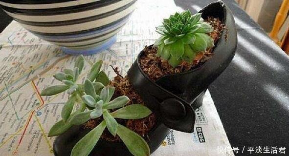 这些破烂不要扔，做成“小花盆”，个性又漂亮，比买的强“百倍”！