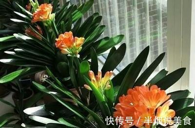 君子兰死气沉沉软绵绵就几个原因,现在学会,不耽误冬天开花