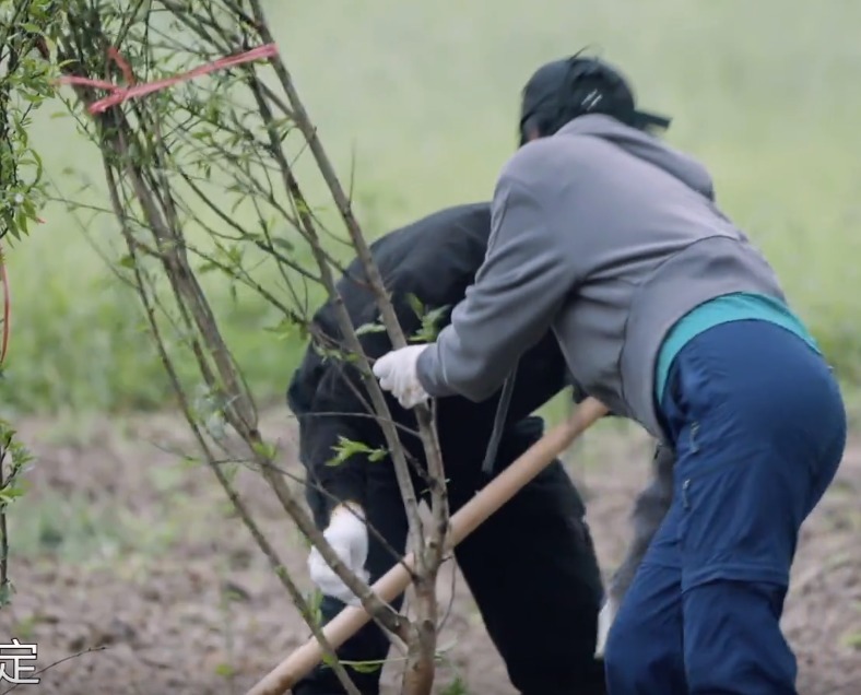 干活|蘑菇屋种树, 那英随口一句话是对陈赫李诞的最大讽刺!