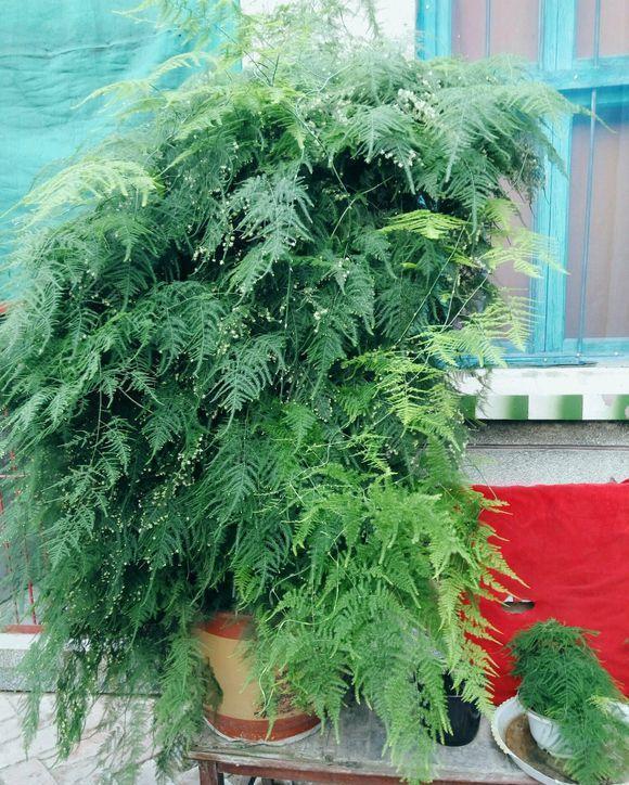 春天|夏天6种花,就是怕太阳,一晒就黄叶,修复不了,太难看