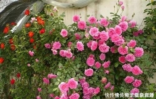 夏天|夏天养月季花,掌握几个要点,不黄叶不生病,花开一茬接一茬