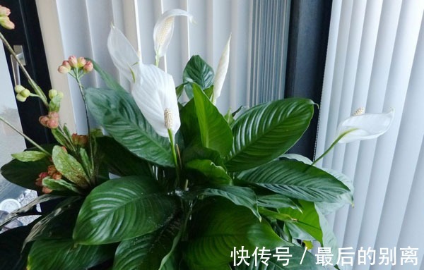 叶片|白掌栽培过程中，叶片和茎干枯萎有哪些原因这里知道来看看吧！