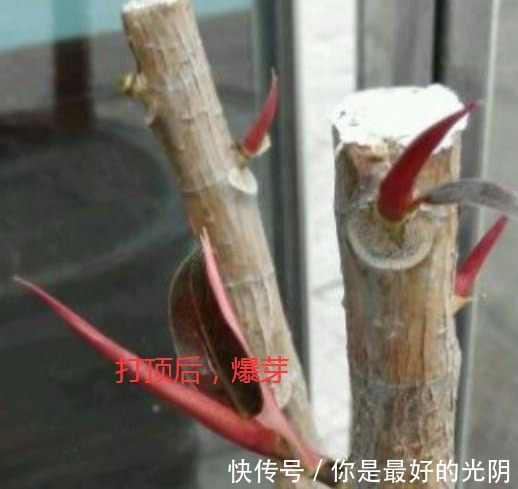 橡皮树“一枝冲天”咔嚓一刀，满枝新芽冒，变成“老树桩”