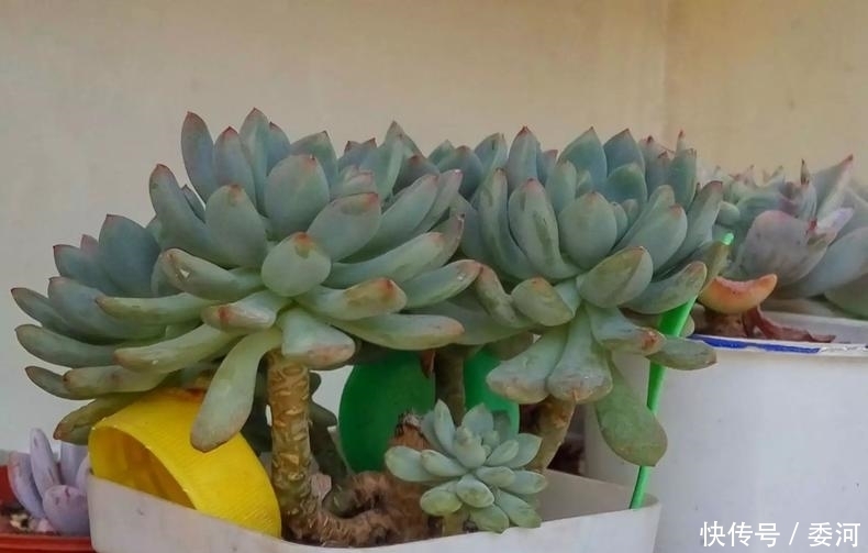 从小就喝洗米水长大的多肉,快来看看来自多肉的强势“逆袭”!
