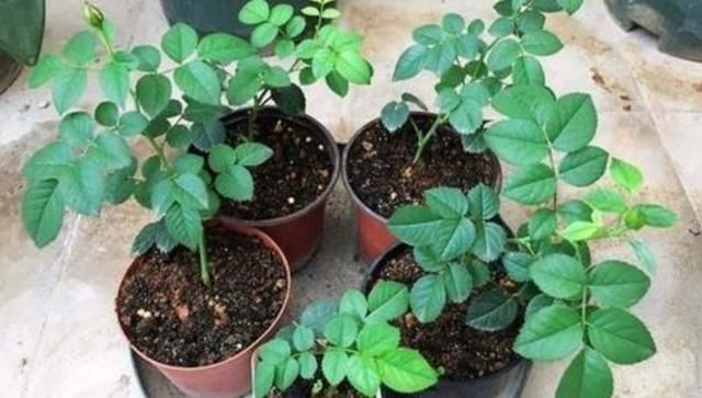 夏天这8种花,很好扦插,生根成活率高,不用再买