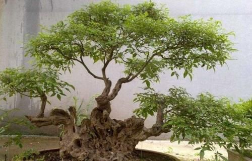 黄荆做盆景,掌握好几个细节,成活率高,观赏性强