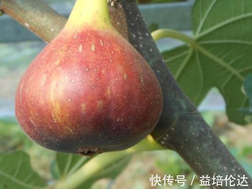 黄疸|孕妈注意胎毒“最讨厌”4物,每天多吃点,预防宝宝“黄疸”有奇效