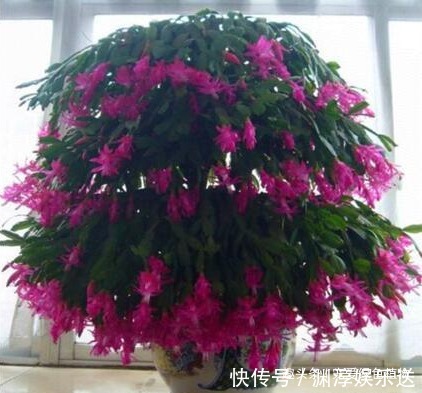 想让蟹爪兰“开完还开”，就浇“1种水”，20天就见效！