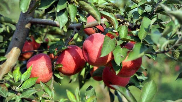 酒精|高血压要严格忌口少碰4物，遵循5原则，血压可能比较“乖”