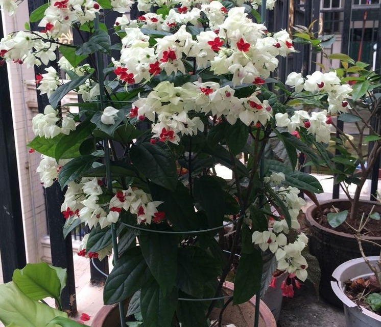 常备|养花常备1种肥就够了,毕竟所有的植物大多数时间都用得上