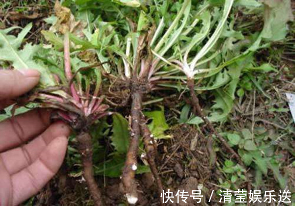 湿气|白水加1物,湿气走光光!祛湿排毒,美容养颜,值得一试!