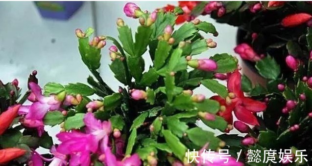 花蟹爪兰|浇点生花水，长寿花蟹爪兰都呼呼长，叶子肥厚还发亮，越开越漂亮