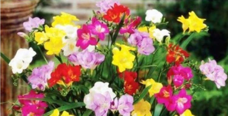 家里就养4种花，妖艳妖娆，层层交叠，烂漫迷人眼