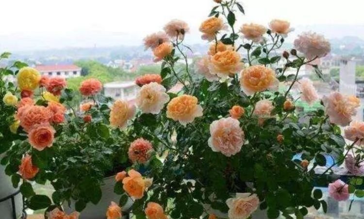 4种花，一养就是100年，开花漂亮，优雅高贵，养成“传家宝”