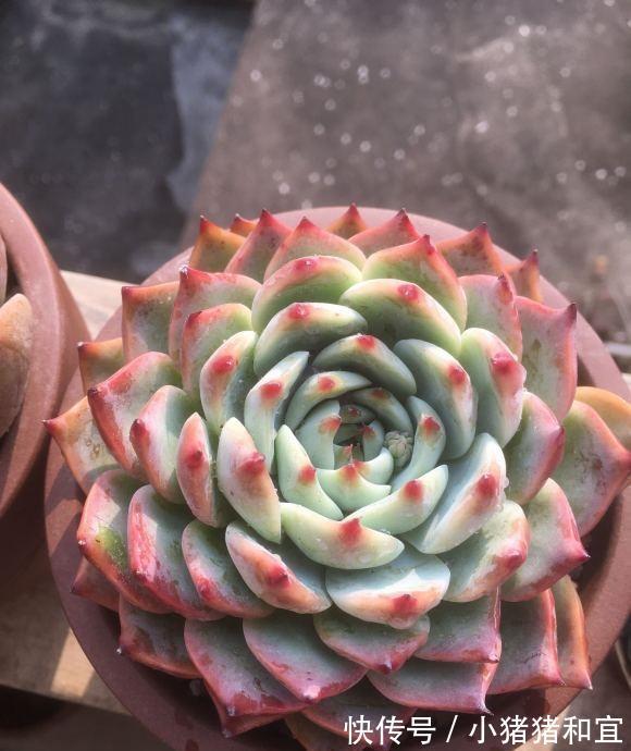 僵苗|多肉发根缓慢,增加“湿度”,加湿不是浇水,千万别搞混了