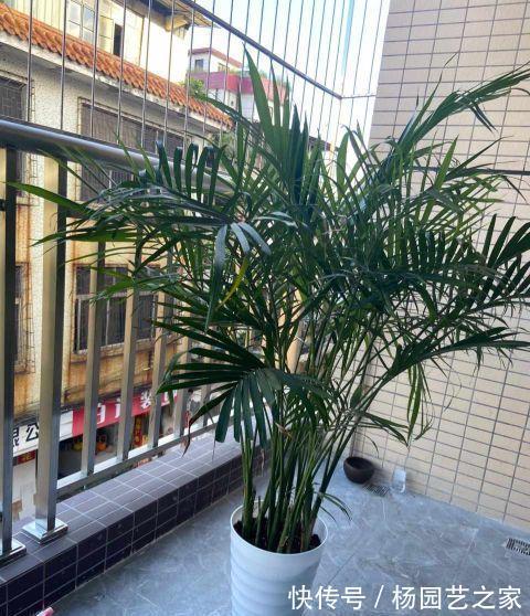 散尾葵|夏天多养大叶子植物,高端又漂亮,大热天也凉快