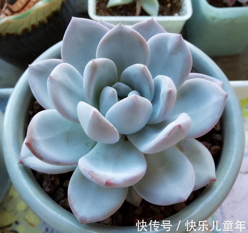 两种极好塑形的多肉,美观外形,各有千秋,但却都怕晒太阳