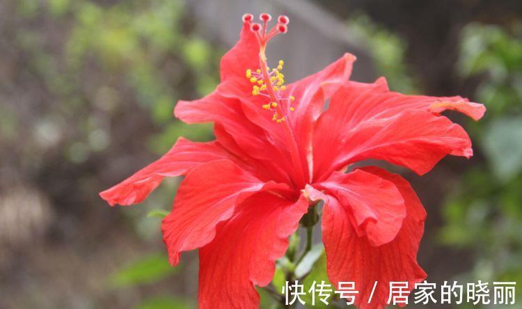扶桑花|9月4日-9月19日，庭院选这几款花，花开美艳动人，花开芳香四溢
