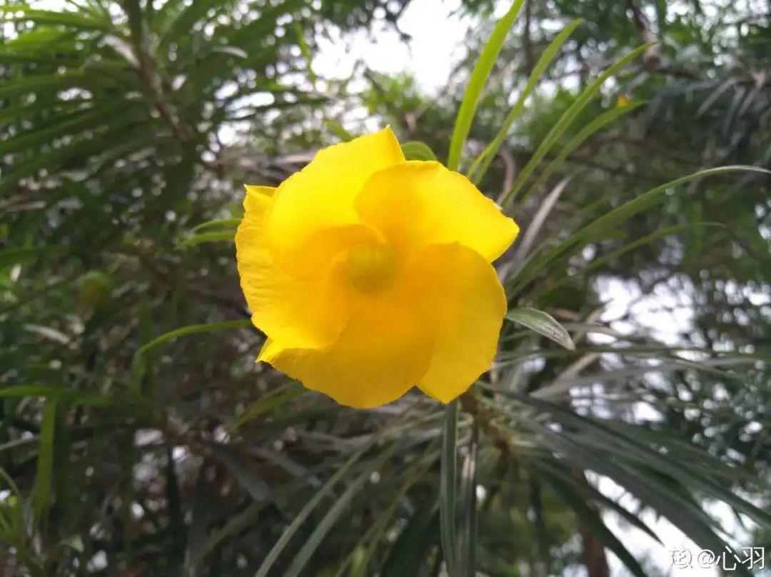 有毒性|20种有毒花,出门别乱摘,有小孩的特别注意