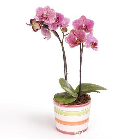 满枝|花期超长的10种花，种一盆一整年都花开满枝！