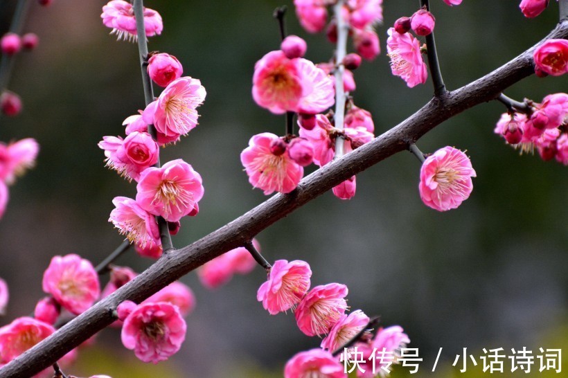 词人@姜夔在苏州赏梅时,一连写下两首咏梅词,为何都能好评如潮?