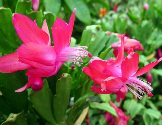 就喜欢这些花朵，开花贼多，花香飘满屋，开花艳丽惹人喜