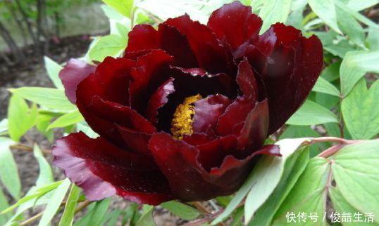 长春花|喜欢牡丹,不如养“稀有名品”初乌,花色如墨,娇艳美丽