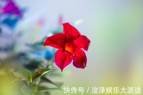 满室飘香华美艳丽，“飘香藤”花开之际香气浓厚，像可爱的小喇叭