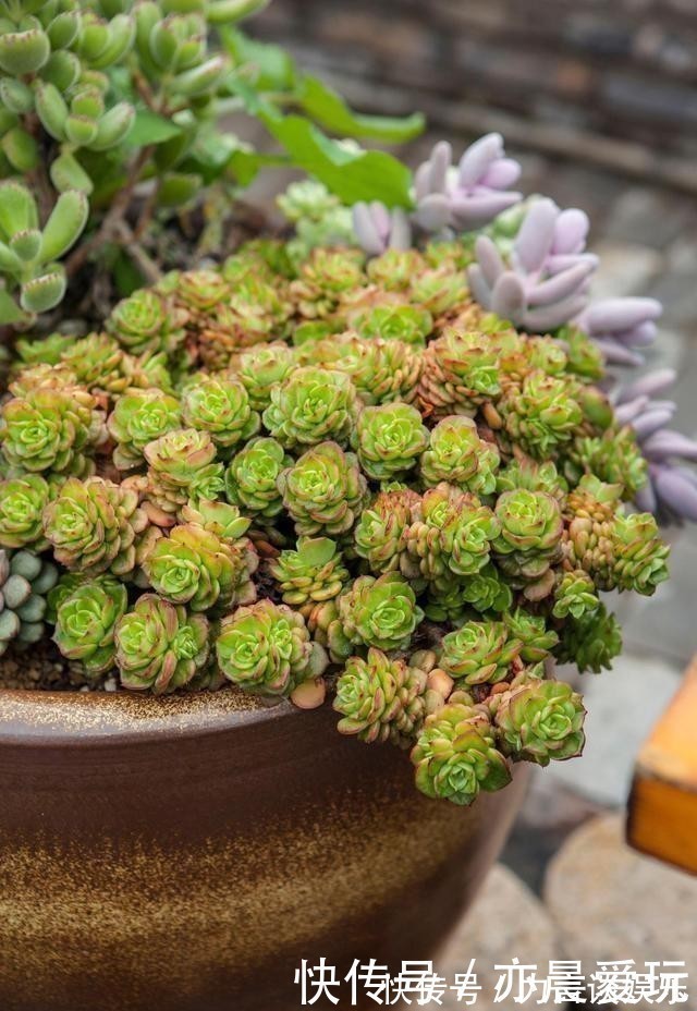 根系好的多肉,平时有这3种表现,及时培养快速长成老桩