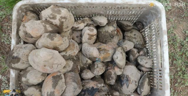 观赏鱼玩家|鱼塘里抓的河蚌可以放进鱼缸3大风险你要自己来承担