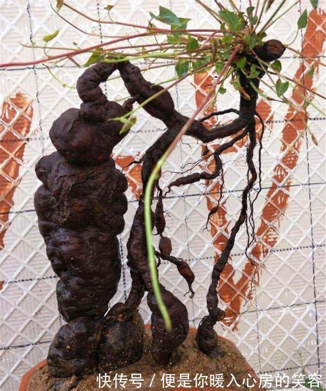 4种“名贵中药”做盆景，一养就是30年，土豪出价“5万”都不卖！