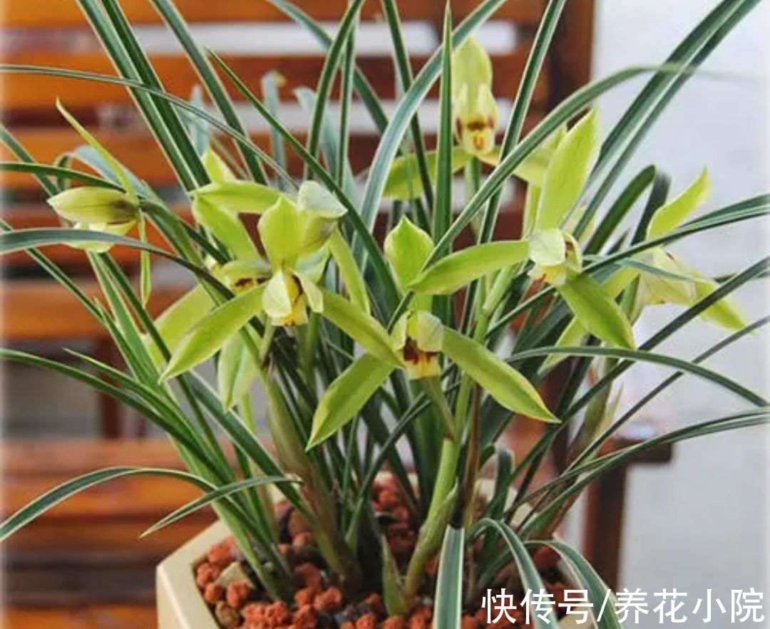 5种花公认的“难养”,总是黄叶枯萎,新手养不好