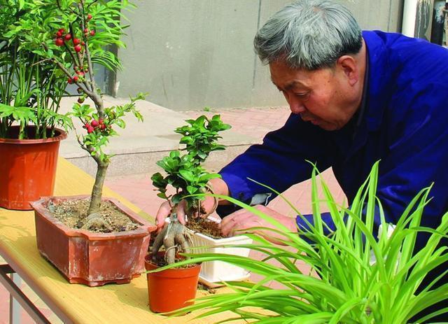 爆盆|养花别只是浇水，花都浇死了，老花农教你1诀窍，随便养花都爆盆