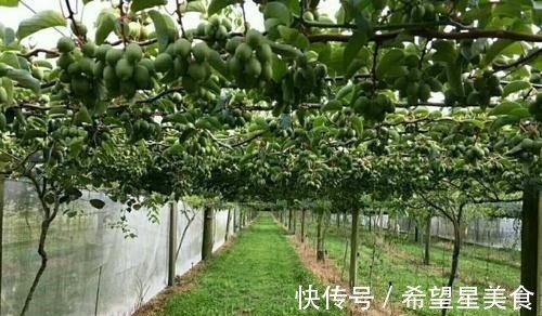 好吃|软枣果树种上两棵,好养易活,比普通水果好吃,营养多,市场好!