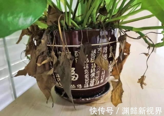 花盆|给绿萝“只浇水”永远也养不好!用上3种肥料,叶子油绿、向外冒