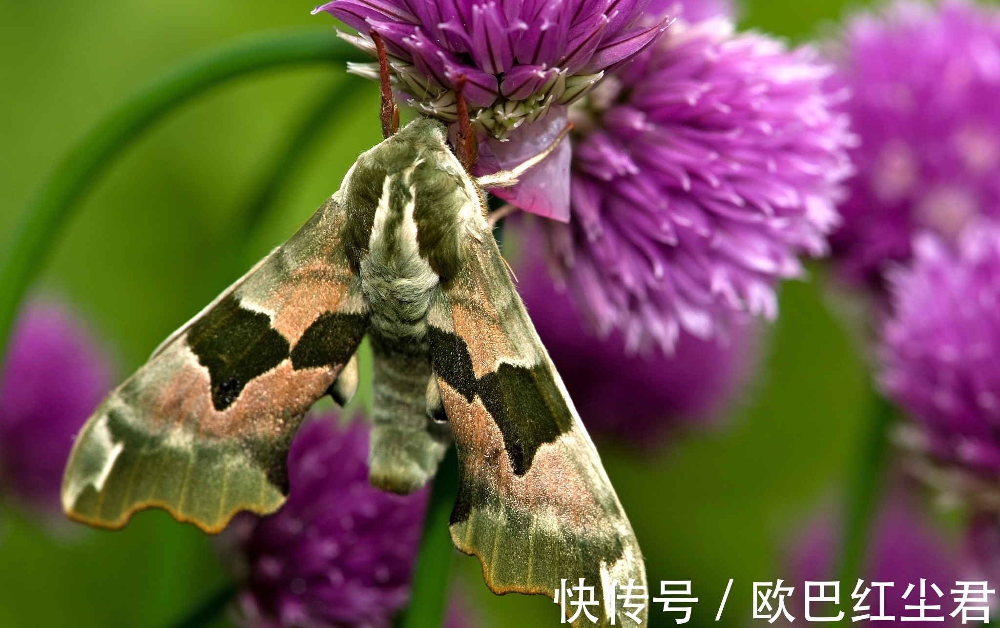 柳烟|古诗七律:桃影娇羞绽满枝,柳烟深处彩霞痴