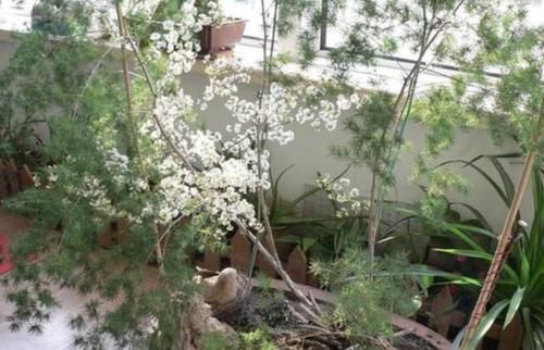 4种绿植从低价盆栽到高价盆景,只需5年时间,每一盆都很美