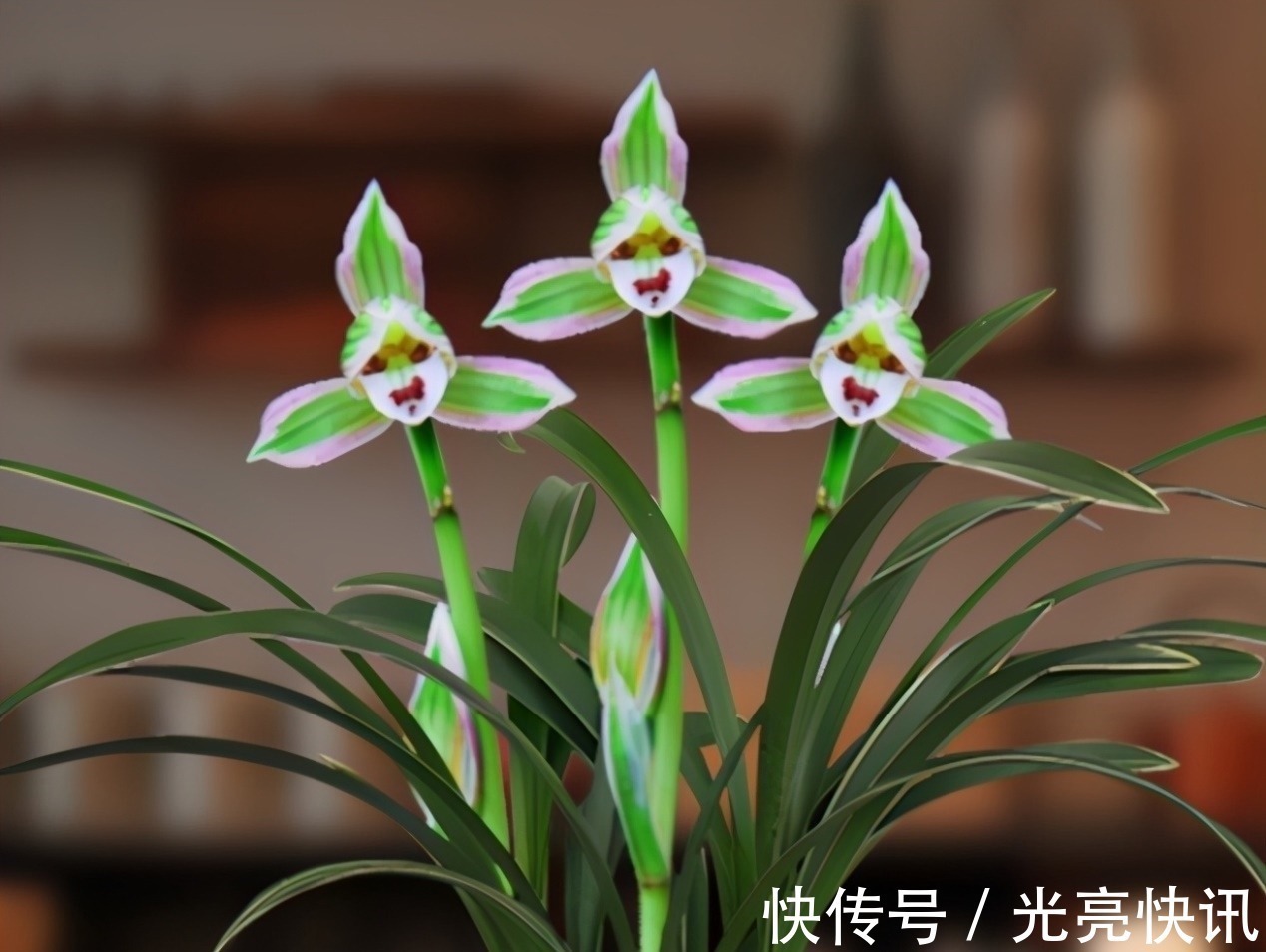 此兰花是三大“妖精”之首,花色罕见,香味怡人,爱兰之人首选