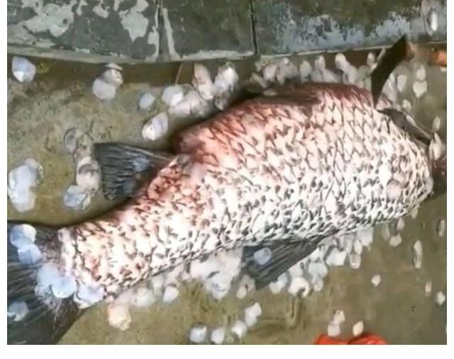 板车拖，锄头刮鱼鳞，男子钓起青鱼够全村吃！青鱼最大能长多大？